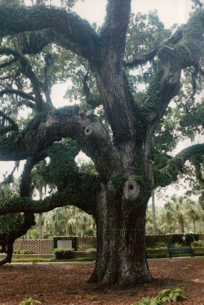One of the large trees at Bok Tower Gardens.