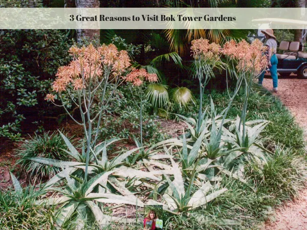 The aloe vera in bloom at Bok Tower Gardens with me in the background walking.