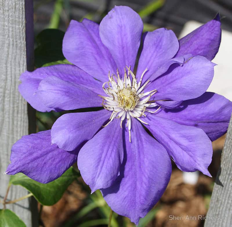 Clematis flower photographed by Sheri Ann Richerson.