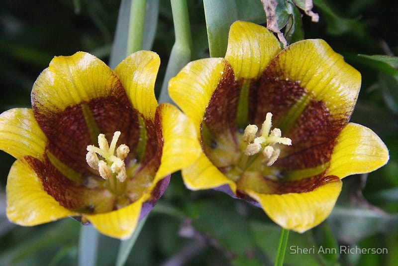 Fritillaria flower photographed by Sheri Ann Richerson.