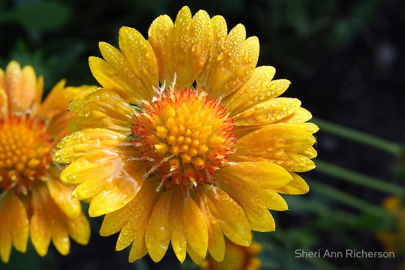 Yellow Gaillardia Oranges and Lemons bloom photographed by Sheri Ann Richerson.