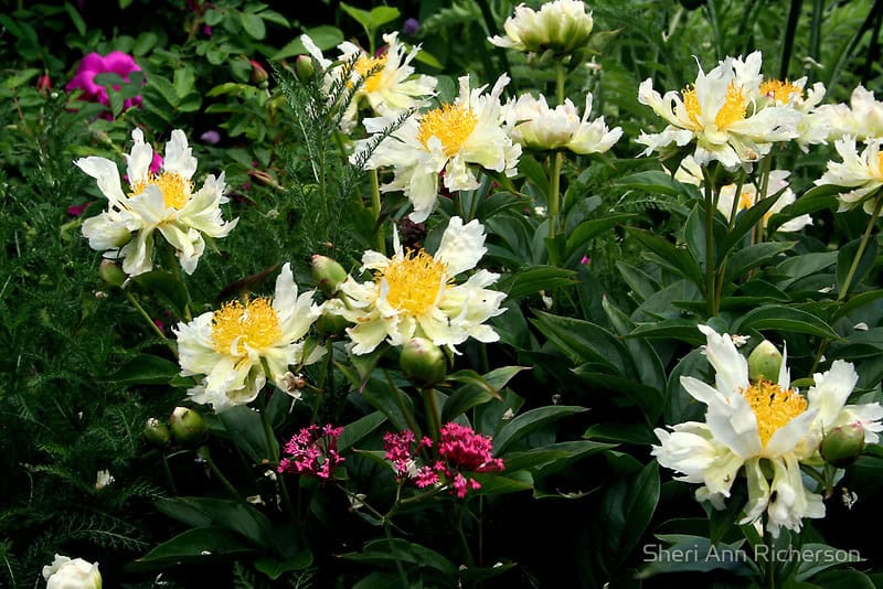 Green Lotus peony photographed by Sheri Ann Richerson.