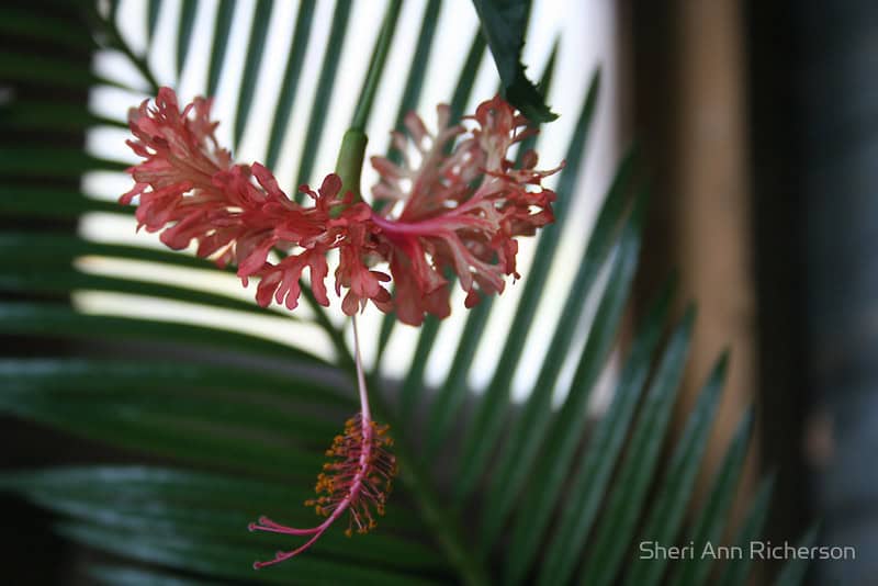 Hibiscus schizopetalus flower photographed by Sheri Ann Richerson.