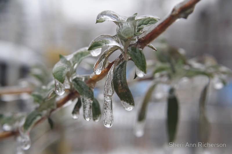 Buddleia coated in ice photographed by Sheri Ann Richerson.