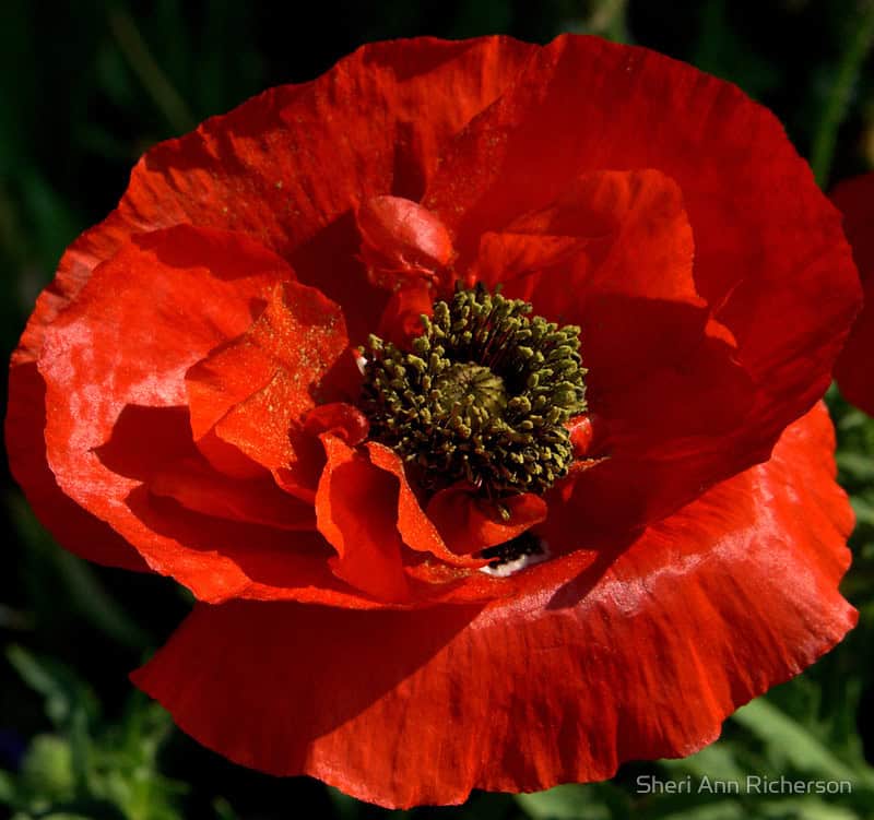 Red poppy photographed by Sheri Ann Richerson.