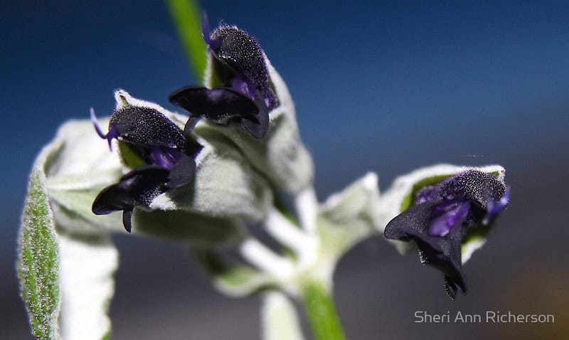 Salvia discolor photographed by Sheri Ann Richerson.