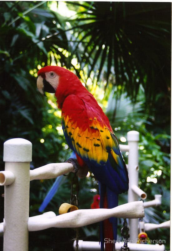 Scarlet macaw photographed by Sheri Ann Richerson.