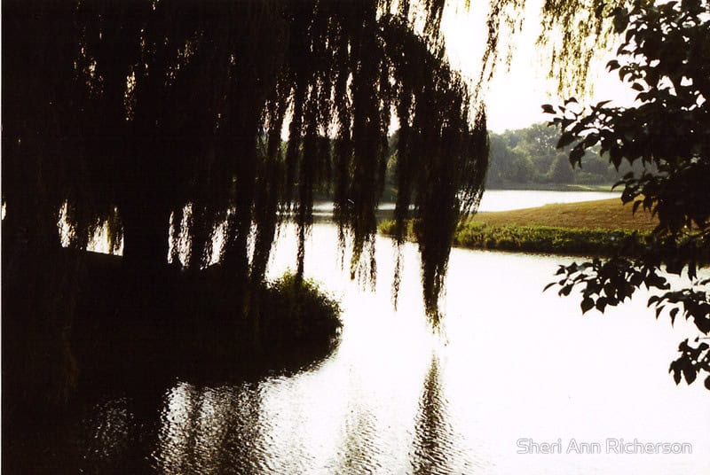 Willow tree silhouette photographed by Sheri Ann Richerson.