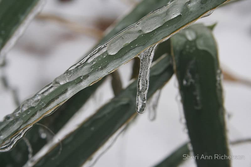 Yucca leaves covered in ice photographed by Sheri Ann Richerson.